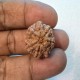 7 Mukhi Rudraksha Certified Original Bead for Wealth, Health & Good Fortune 7 Mukhi Rudraksha Certified Original Bead for Wealth, Health & Good Fortune
